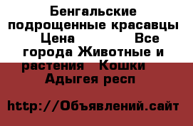 Бенгальские подрощенные красавцы. › Цена ­ 20 000 - Все города Животные и растения » Кошки   . Адыгея респ.